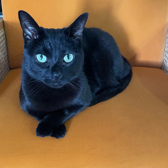 Meet your Posher, Jaylin✨ Posh Ambassador✨ - Picture 4 of 6